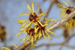 Toverhazelaar (Hamamelis Mollis 'Pallida') -Garden Plants Series Store hamamelis mollis pallida 4