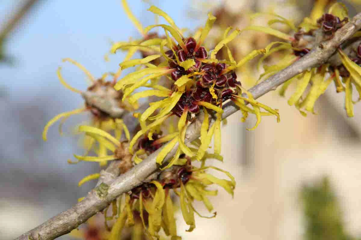 Toverhazelaar (Hamamelis Mollis 'Pallida') 4 Toverhazelaar (Hamamelis Mollis 'Pallida') - Image 2