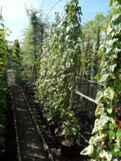 Kaukasische Klimop (Hedera Colchica 'Dentata Variegata') -Garden Plants Series Store hedera colchica dentata variegata 175 200 c10 1