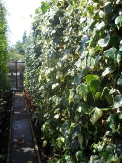 Kaukasische Klimop (Hedera Colchica 'Dentata Variegata') -Garden Plants Series Store hedera colchica dentata variegata 200 250 c15 1