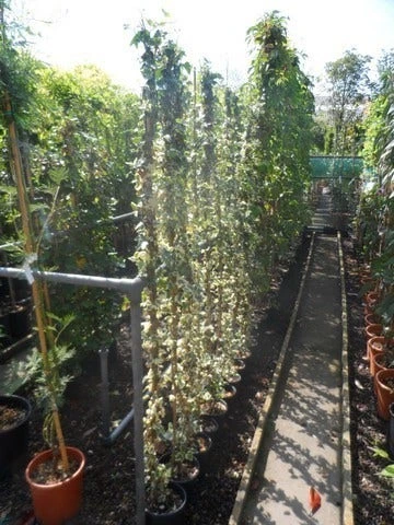 Bonte Klimop (Hedera Helix 'Marginata Elegantissima') 4 Bonte Klimop (Hedera Helix 'Marginata Elegantissima') - Image 2