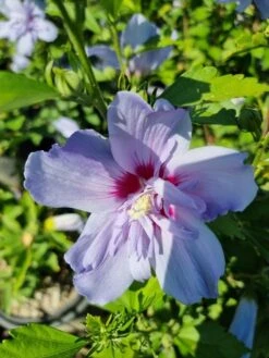 Altheastruik (Hibiscus Syriacus 'Blue Chiffon') -Garden Plants Series Store hibiscis blue chiffon 1