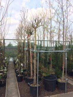 Altheastruik Als Boom (Hibiscus Syriacus 'Oiseau Blue') -Garden Plants Series Store hibiscus