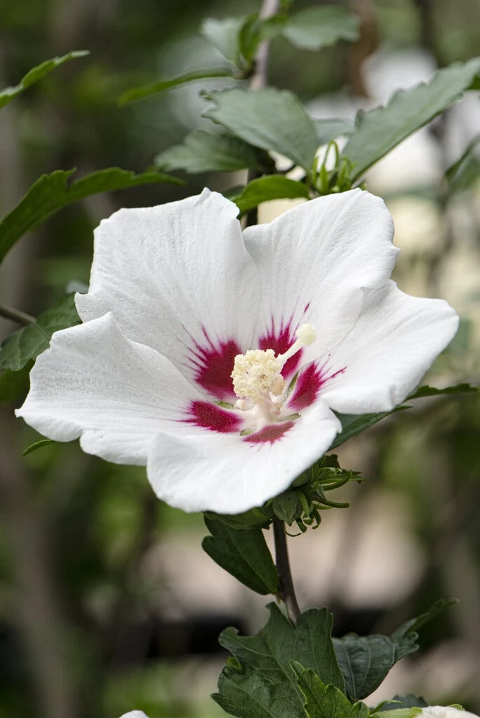 Altheastruik Als Boom (Hibiscus Syriacus 'Red Heart') 4 Altheastruik Als Boom (Hibiscus Syriacus 'Red Heart') - Image 2