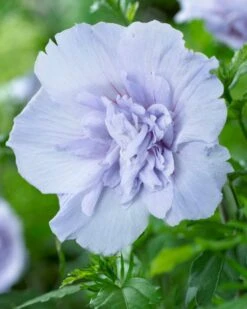 Altheastruik (Hibiscus Syriacus 'Blue Chiffon') -Garden Plants Series Store hibiscus blue chiffon 2