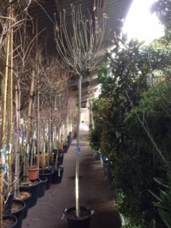 Altheastruik Als Boom (Hibiscus Syriacus 'Oiseau Blue') -Garden Plants Series Store hibiscus oiseau blue 1214 2 1 2