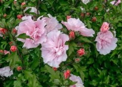 Altheastruik (Hibiscus Syriacus 'Pink Chiffon') -Garden Plants Series Store hibiscus pink chiffon 1