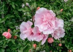 Altheastruik (Hibiscus Syriacus 'Pink Chiffon') -Garden Plants Series Store hibiscus pink chiffon 2