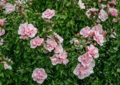Altheastruik (Hibiscus Syriacus 'Pink Chiffon') -Garden Plants Series Store hibiscus pink chiffon 3