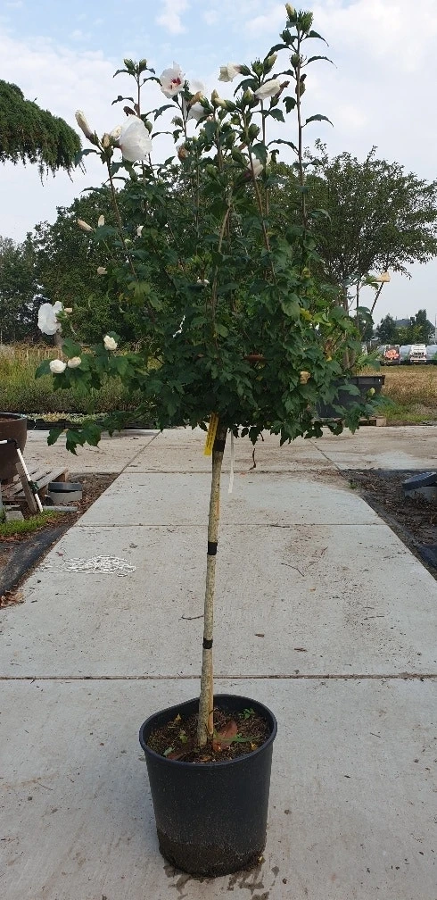 Altheastruik Op Stam (Hibiscus Syriacus 'Red Heart') 4 Altheastruik Op Stam (Hibiscus Syriacus 'Red Heart') - Image 2
