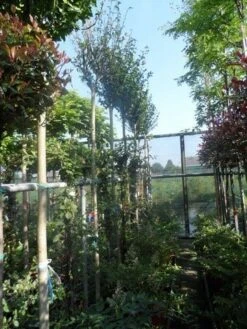 Altheastruik Als Boom (Hibiscus Syriacus 'Oiseau Blue') -Garden Plants Series Store hibiscus syriacus in soorten 10 12ho cont