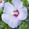 Altheastruik Op Stam (Hibiscus Syriacus 'Oiseau Blue') -Garden Plants Series Store hibiscus syriacus oiseau bleu