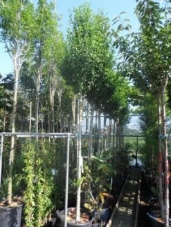 Altheastruik Als Boom (Hibiscus Syriacus 'Oiseau Blue') -Garden Plants Series Store hibiscus syriacus oiseau bleu 12 14ho cont 2