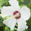 Altheastruik Als Boom (Hibiscus Syriacus 'Red Heart') -Garden Plants Series Store hibiscus syriacus red heart 2