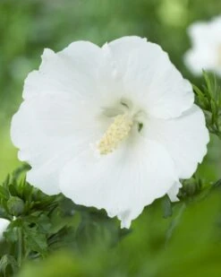 Altheastruik (Hibiscus Syriacus 'William R. Smith')