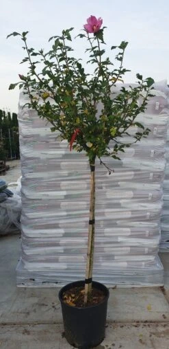 Altheastruik Op Stam (Hibiscus Syriacus 'Woodbridge') -Garden Plants Series Store hibiscus woodbridge