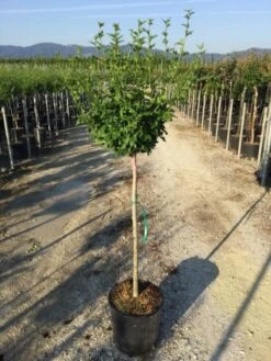 Altheastruik Als Halfstam (Hibiscus Syriacus 'Hamabo') 9 Altheastruik Als Halfstam (Hibiscus Syriacus 'Hamabo') -Garden Plants Series Store hibiscushamabohalfstam02 1