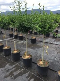 Altheastruik Als Halfstam (Hibiscus Syriacus 'Hamabo') 8 Altheastruik Als Halfstam (Hibiscus Syriacus 'Hamabo') -Garden Plants Series Store hibiscushamabohalfstam03