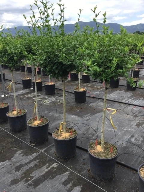 Altheastruik Als Halfstam (Hibiscus Syriacus 'Hamabo') 5 Altheastruik Als Halfstam (Hibiscus Syriacus 'Hamabo') - Image 3