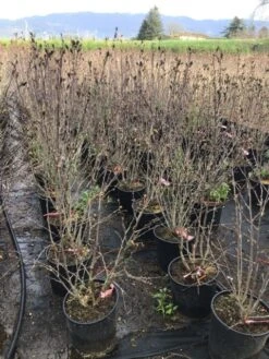 Altheastruik (Hibiscus Syriacus 'Pink Chiffon') -Garden Plants Series Store hibiscuspinkchiffon