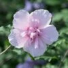 Altheastruik (Hibiscus Syriacus 'Pink Chiffon') -Garden Plants Series Store hibiscuspinkchiffon01