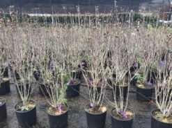 Altheastruik (Hibiscus Syriacus 'Purple Ruffles') -Garden Plants Series Store hibiscuspurpleruffles02