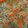 Duindoorn (Hippophae Rhamnoides) 2 Duindoorn (Hippophae Rhamnoides) -Garden Plants Series Store hippophae rhamnoides