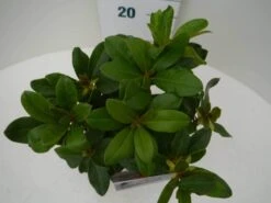 Rhododendron (Rhododendron 'Horizon Monarch') -Garden Plants Series Store hor. monarch c2 boven