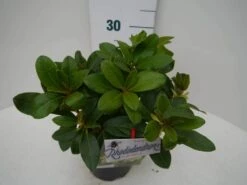 Rhododendron (Rhododendron 'Horizon Monarch') -Garden Plants Series Store hor. monarch c2 zij