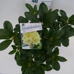 Rhododendron (Rhododendron 'Horizon Monarch') -Garden Plants Series Store hor. monarch c5 boven