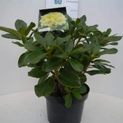 Rhododendron (Rhododendron 'Horizon Monarch') -Garden Plants Series Store hor. monarch c5 voor