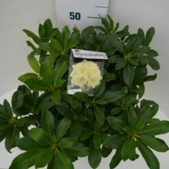 Rhododendron (Rhododendron 'Horizon Monarch') -Garden Plants Series Store hor monarch c7.5 boven