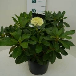 Rhododendron (Rhododendron 'Horizon Monarch') -Garden Plants Series Store hor monarch c7.5 zij