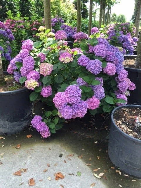 Hortensia (Hydrangea 'Endless Summer' Blauw) 4 Hortensia (Hydrangea 'Endless Summer' Blauw) - Image 2