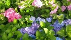 Hortensia (Hydrangea 'Endless Summer' Blauw) 11 Hortensia (Hydrangea 'Endless Summer' Blauw) -Garden Plants Series Store hortensia endless summer 1