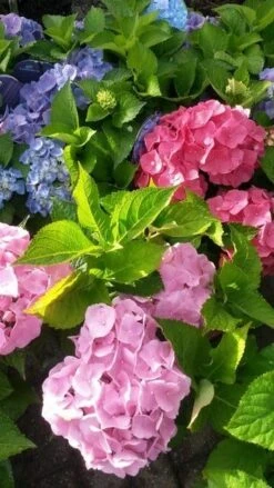 Hortensia (Hydrangea 'Endless Summer' Roze) -Garden Plants Series Store hortensia endless summer 2