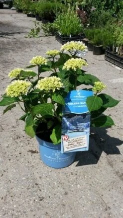 Hortensia (Hydrangea 'Endless Summer' Blauw) -Garden Plants Series Store hortensia endless summer 3
