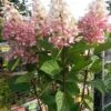 Pluimhortensia Op Stam (Hydrangea Paniculata 'Pinky Winky') -Garden Plants Series Store hortensia p. pinky winky op stam 2 1