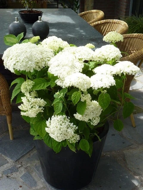 Hortensia (Hydrangea 'Strong Annabelle') 9 Hortensia (Hydrangea 'Strong Annabelle') - Image 7
