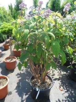 Fluweelhortensia (Hydrangea Aspera 'Macrophylla') -Garden Plants Series Store hydrangea aspera macrophylla 125 150 175 c50