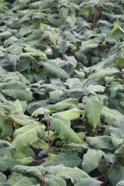 Fluweelhortensia (Hydrangea Aspera 'Macrophylla') -Garden Plants Series Store hydrangea aspera macrophylla 1
