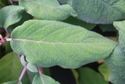 Fluweelhortensia (Hydrangea Aspera 'Macrophylla') -Garden Plants Series Store hydrangea aspera macrophylla 2