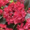 Hortensia (Hydrangea Black Diamonds Dark Angel) -Garden Plants Series Store hydrangea black diamonds dark angel 2