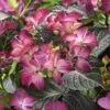 Hortensia (Hydrangea Black Diamonds Dark Angel Purple) -Garden Plants Series Store hydrangea black diamonds dark angel purple 2 1