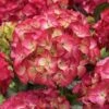 Hortensia (Hydrangea Black Diamonds Red Angel) 1 Hortensia (Hydrangea Black Diamonds Red Angel) -Garden Plants Series Store hydrangea black diamonds red angel 2 1