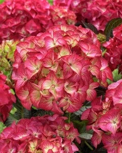 Hortensia (Hydrangea Black Diamonds Red Angel)