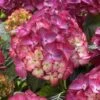 Hortensia (Hydrangea Black Diamonds Red Angel Purple) -Garden Plants Series Store hydrangea black diamonds red angel purple 2