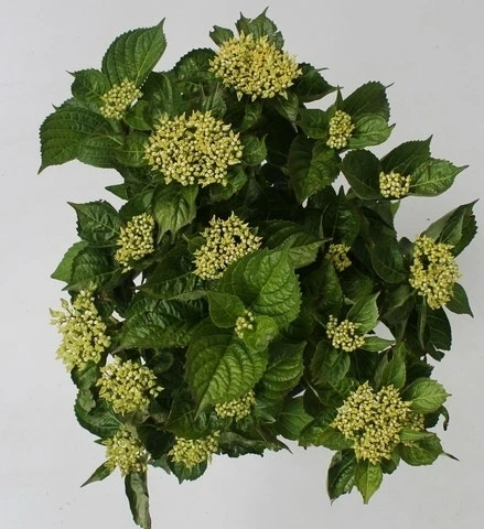 Hortensia Blue Boogiewoogie (Hydrangea 'Music Collection') 5 Hortensia Blue Boogiewoogie (Hydrangea 'Music Collection') - Image 3