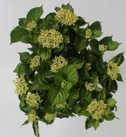 Hortensia Blue Boogiewoogie (Hydrangea 'Music Collection') 8 Hortensia Blue Boogiewoogie (Hydrangea 'Music Collection') -Garden Plants Series Store hydrangea blue boogiewoogie 4 1