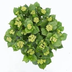 Hortensia Deep Purple Dance (Hydrangea 'Music Collection') -Garden Plants Series Store hydrangea deep purple dance c5 3 1